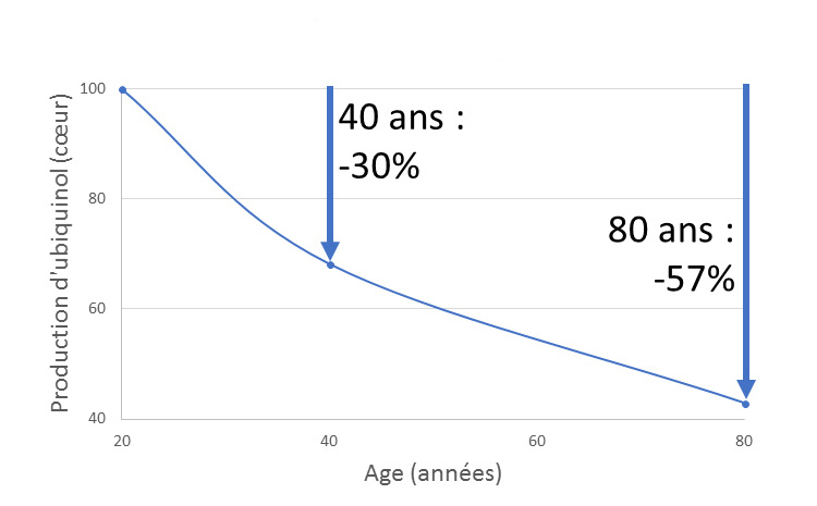la production de l'ubiquinol baisse avec l'âge